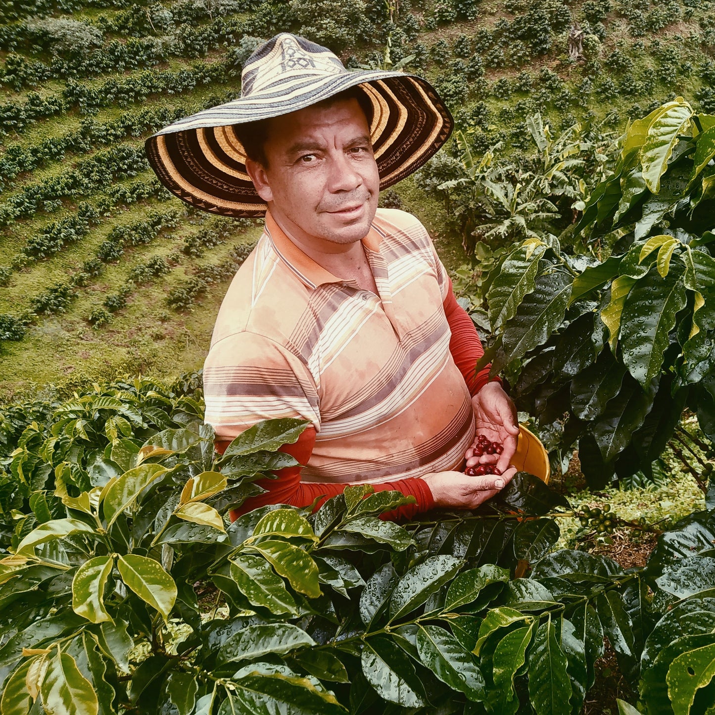 Colombia Hetson Bernal - Lavado