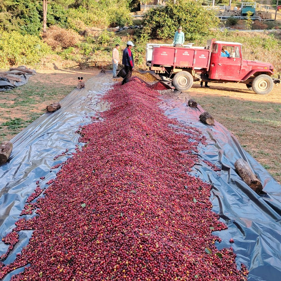 Costa Rica Gerardo Arias - Honey