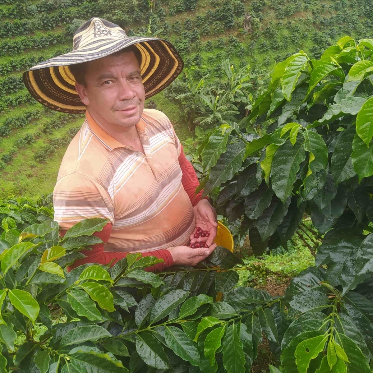 Colombia Hetson Bernal - Lavado - Latterra