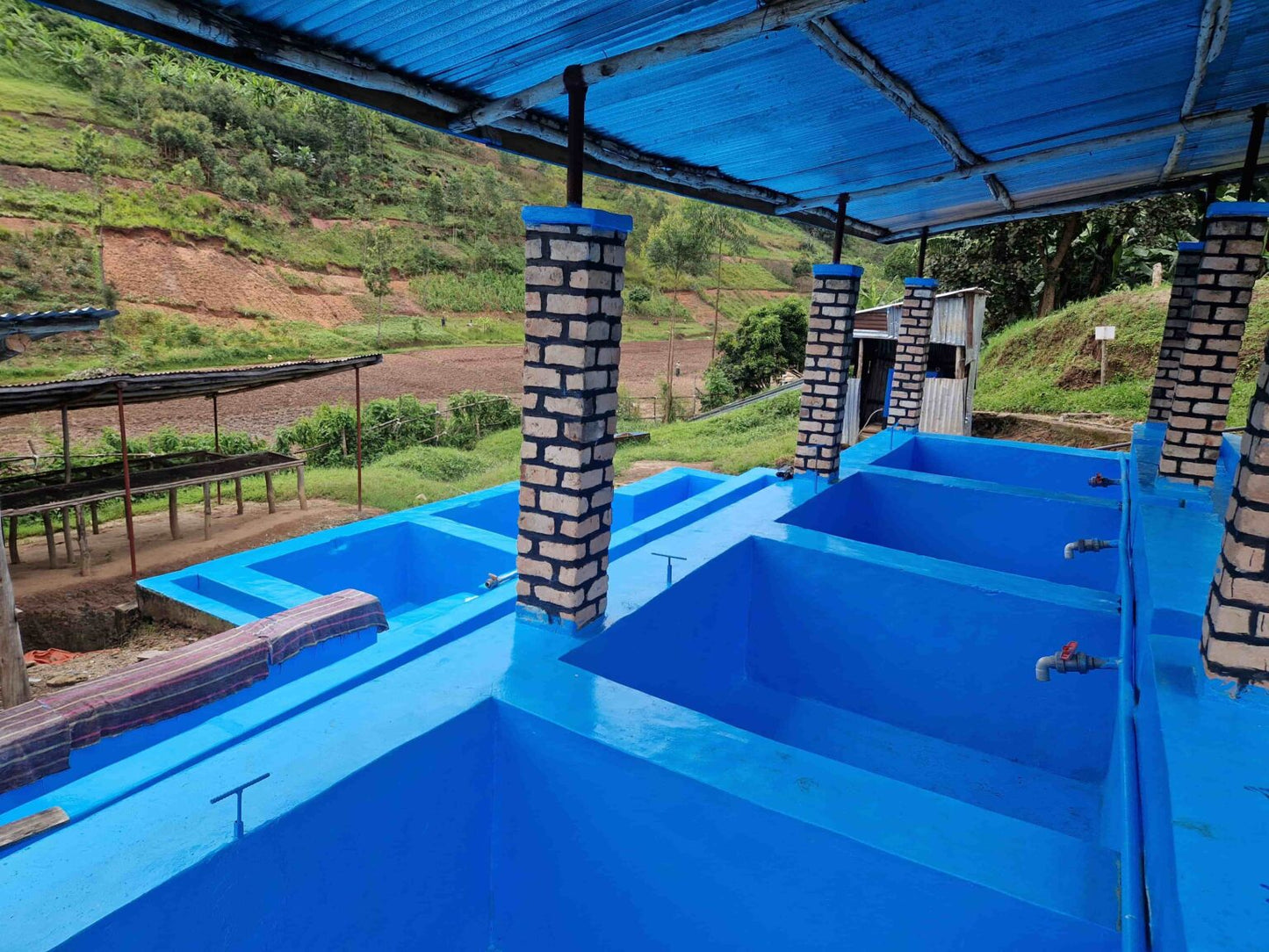 Costa Rica Gerardo Arias - Honey