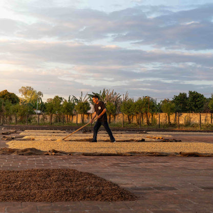 Filtro - El Salvador Hermanos Mena - Anaeróbico Natural