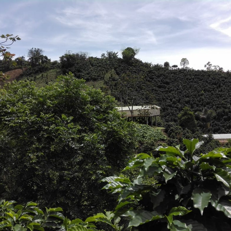 Colombia Hetson Bernal - Lavado