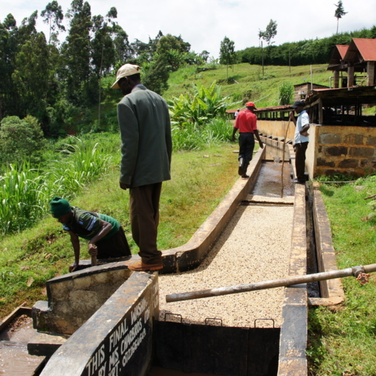 Kenya cooperativas Nyeri - Lavado