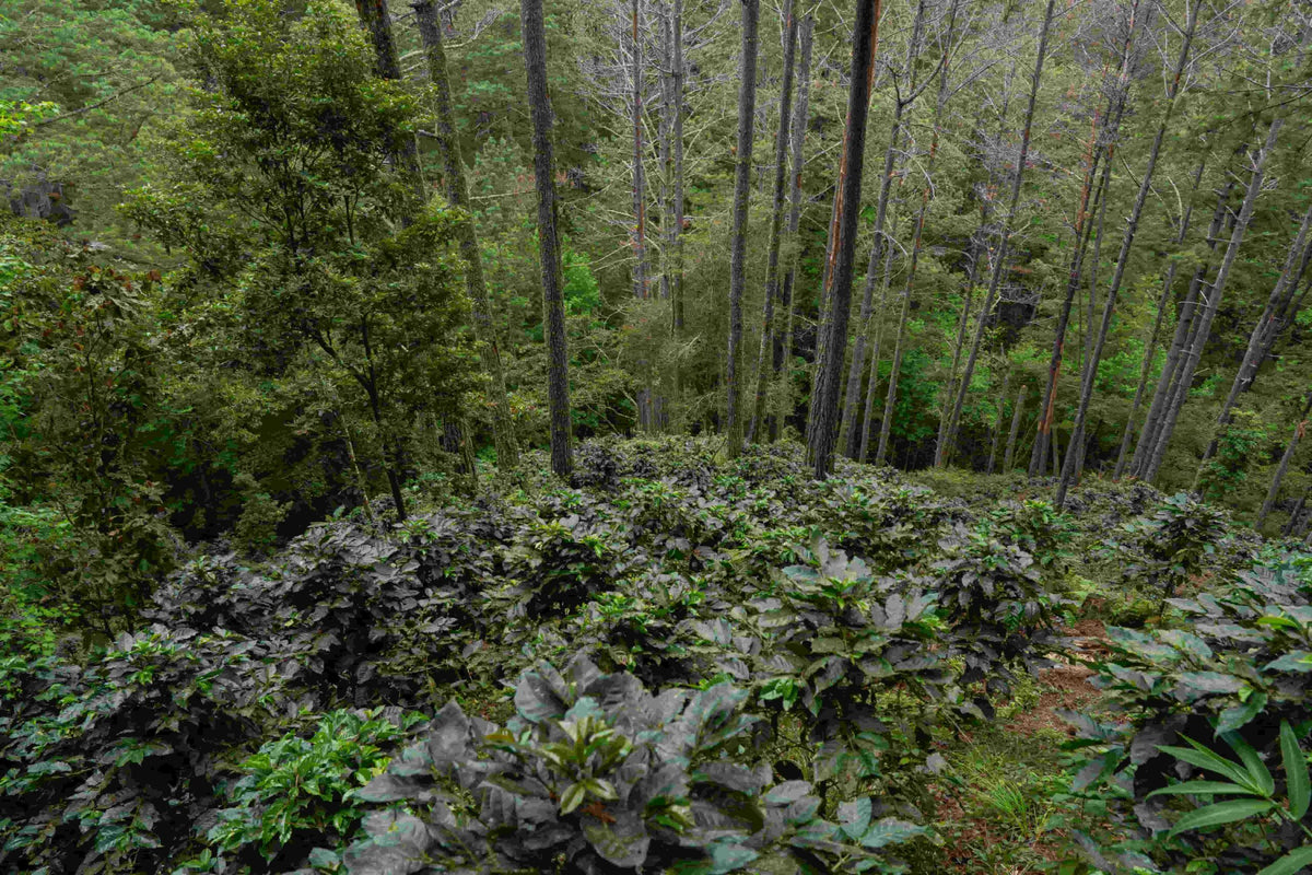 Nicaragua Joel Pastrana - Natural Anaeróbico