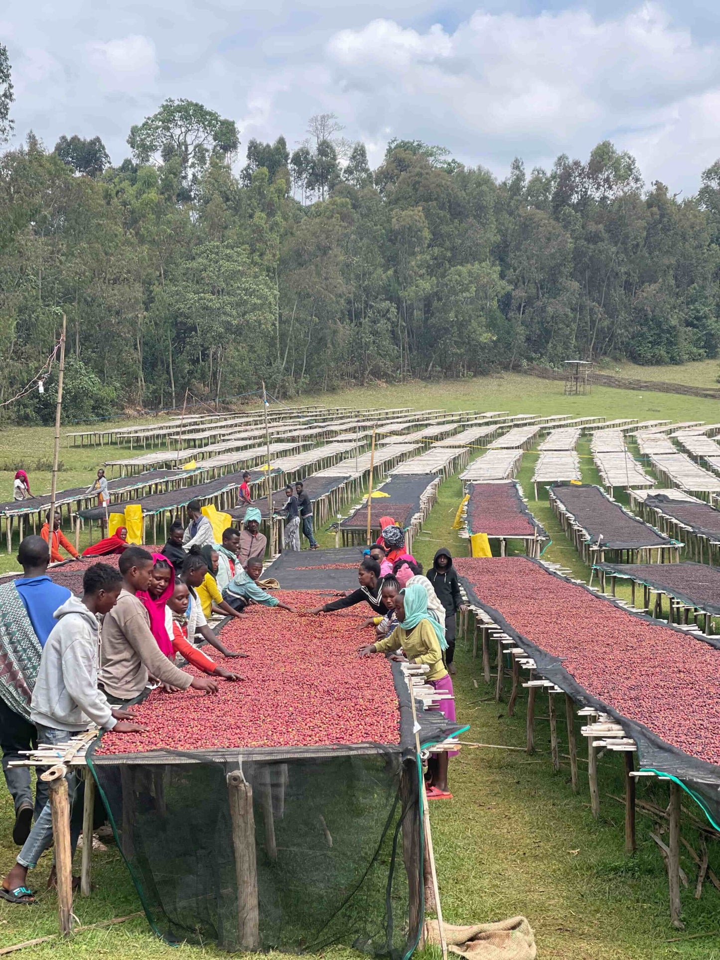 Filter - Ethiopia Setegne Kifle - Washed
