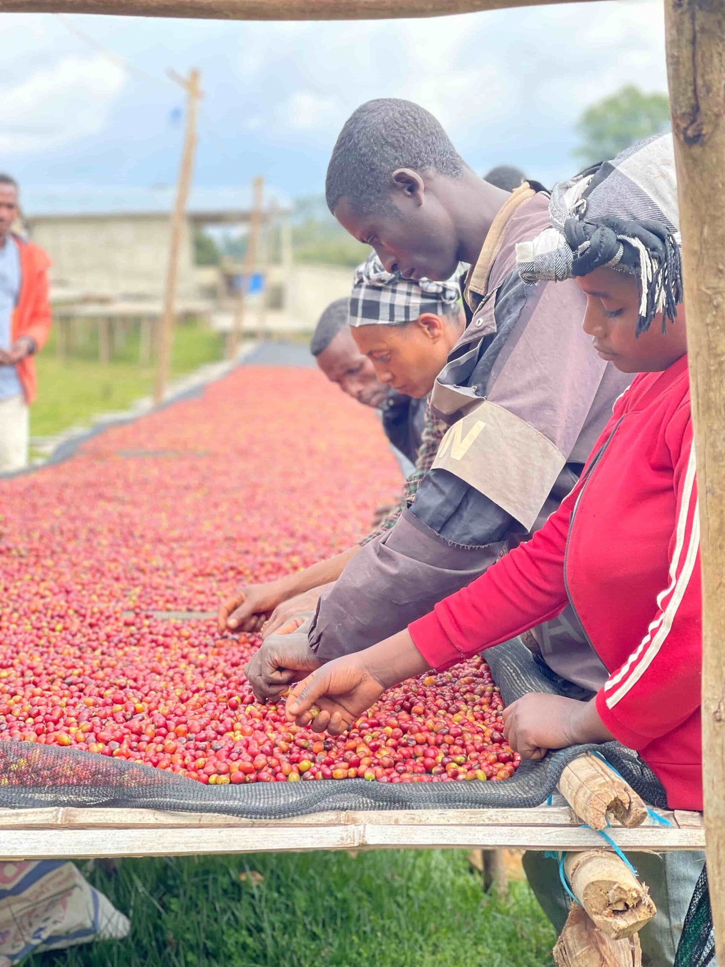 Filter - Ethiopia Setegne Kifle - Washed