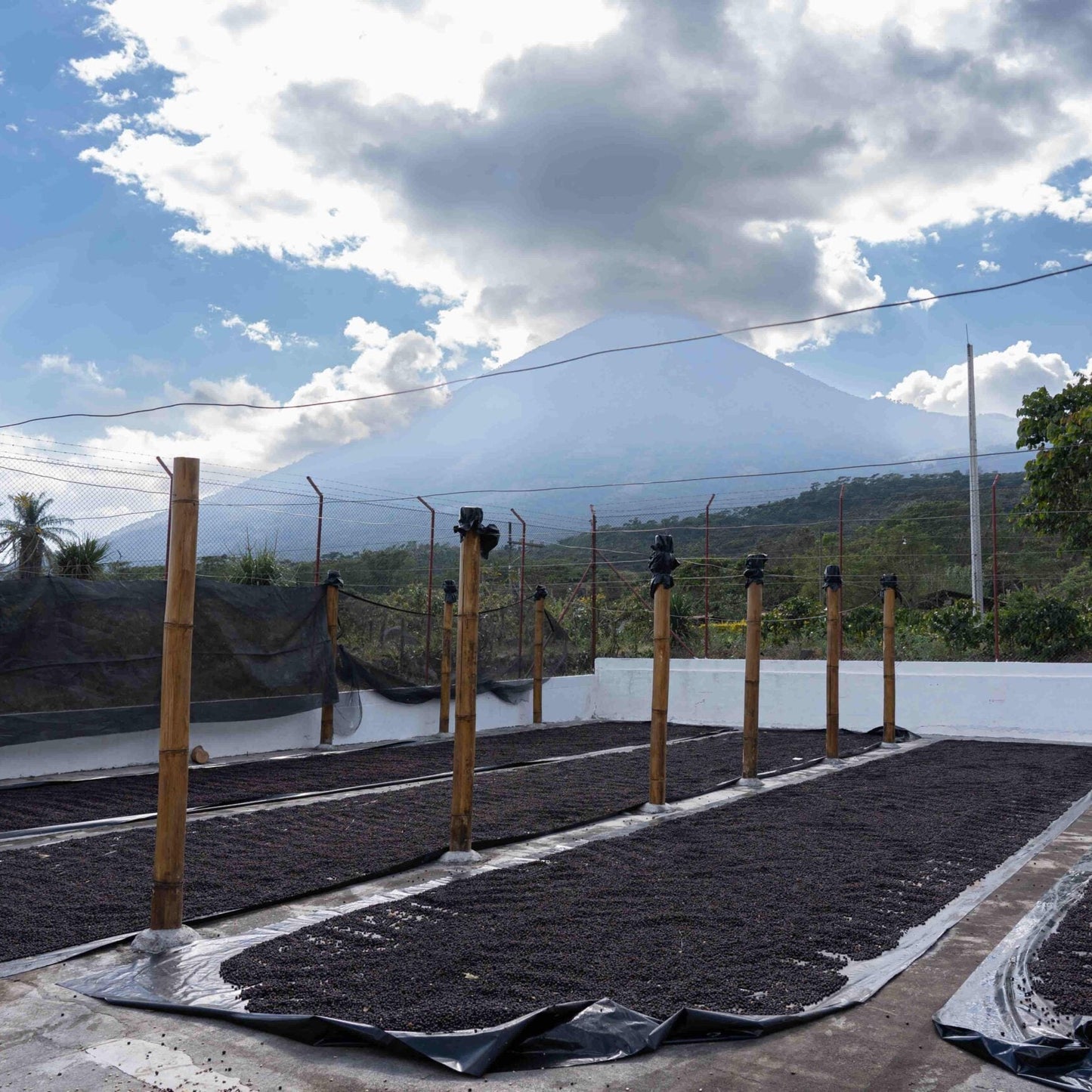 Guatemala Alex Herrera - Lavado