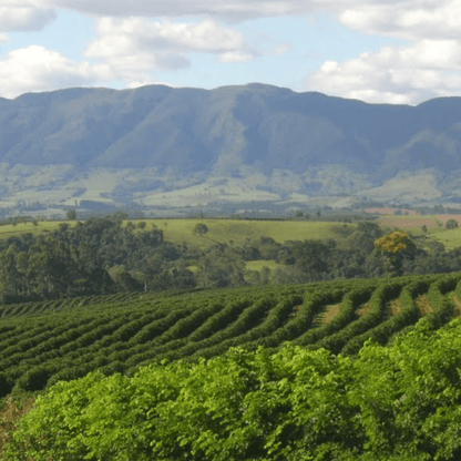 Brasil Espiritu Santo de Pinhal - Natural - Latterra