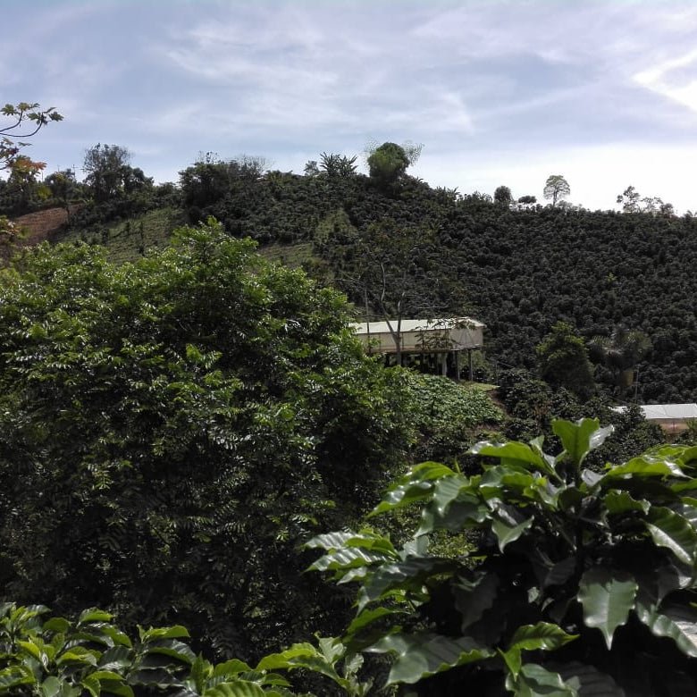 Colombia Hetson Bernal - Lavado - Latterra