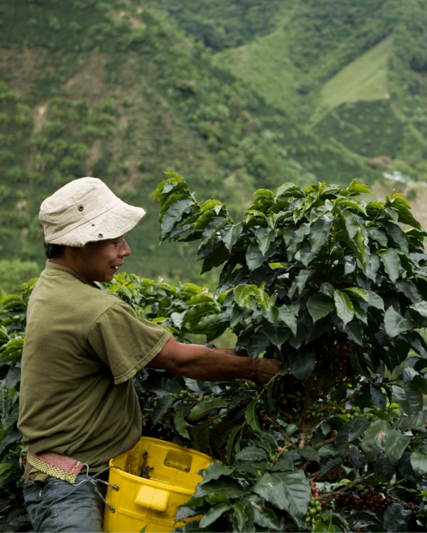 Colombia Huila San Miguel - Lavado - Latterra