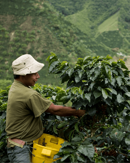 Colombia Huila San Miguel - Lavado - Latterra