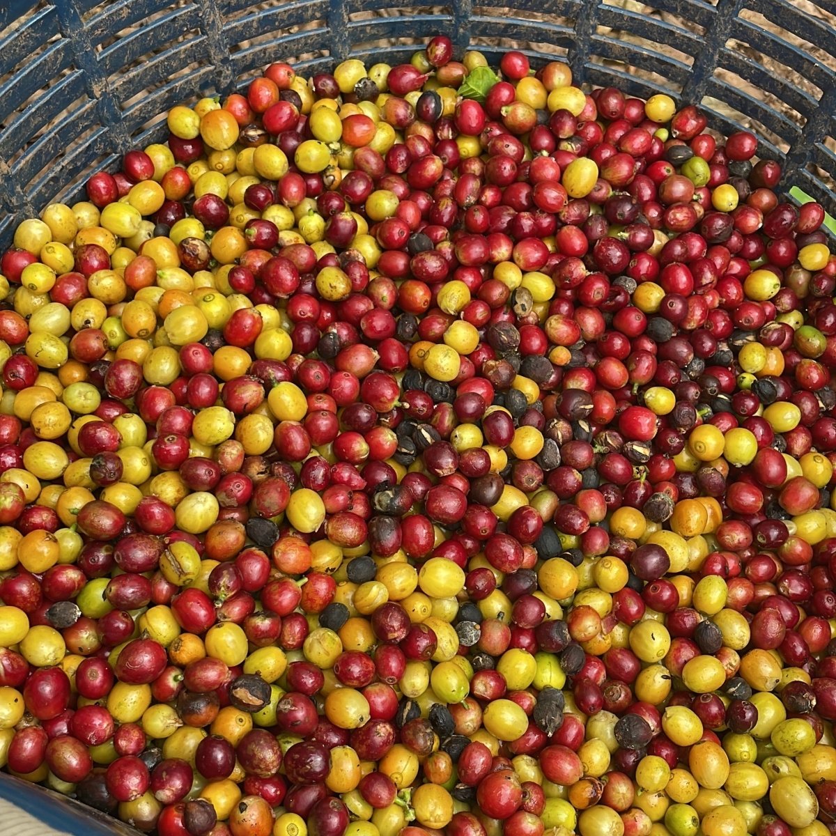 Costa Rica Gerardo Arias - Honey - Latterra