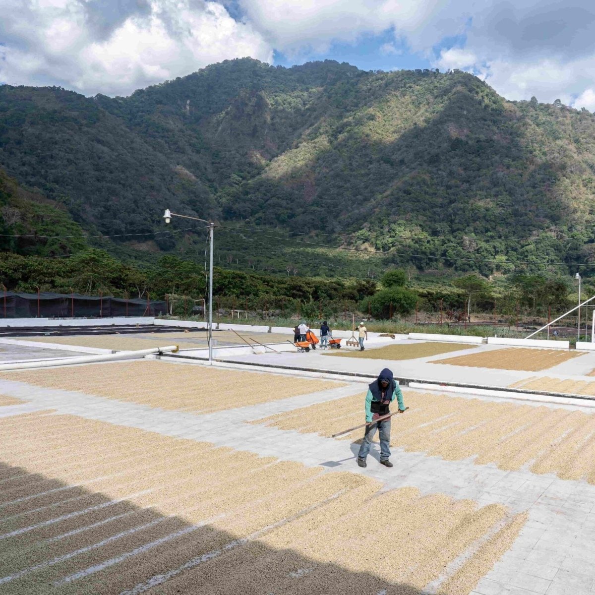 Guatemala Alex Herrera - Lavado - Latterra