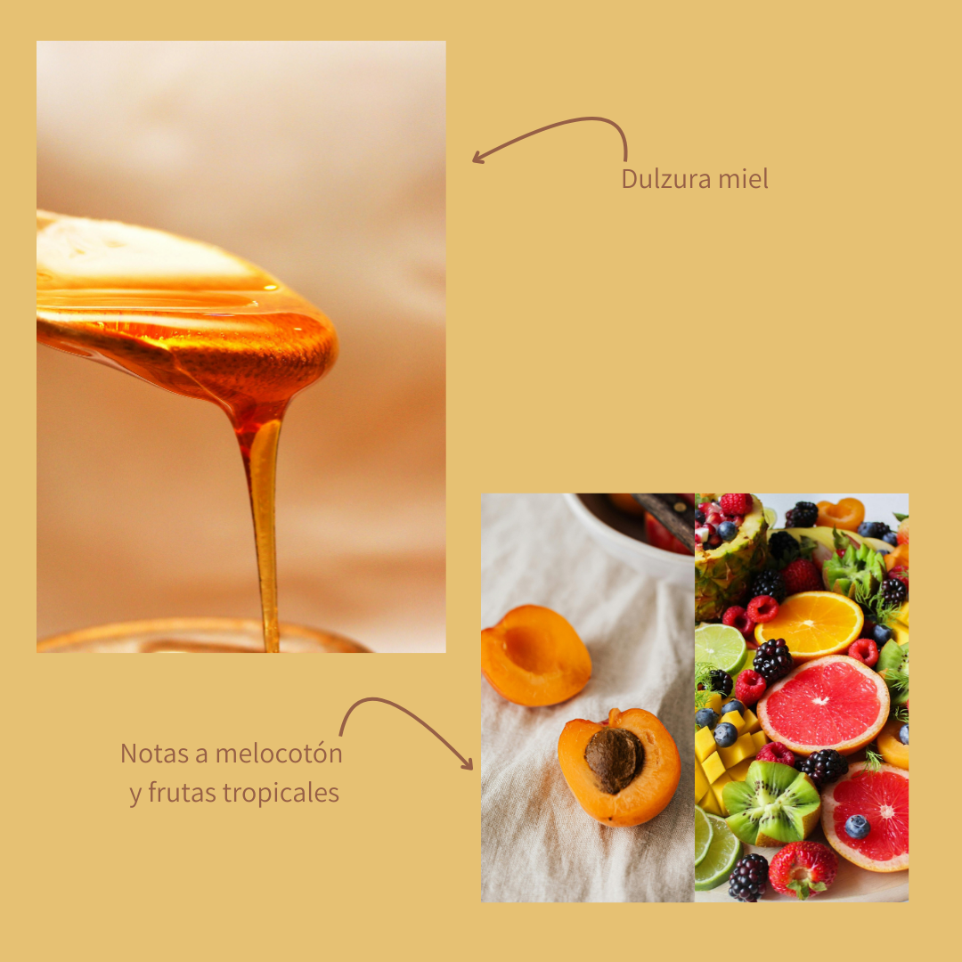 Guatemala Isauro Morales - La Cabaña - Lavado - Latterra