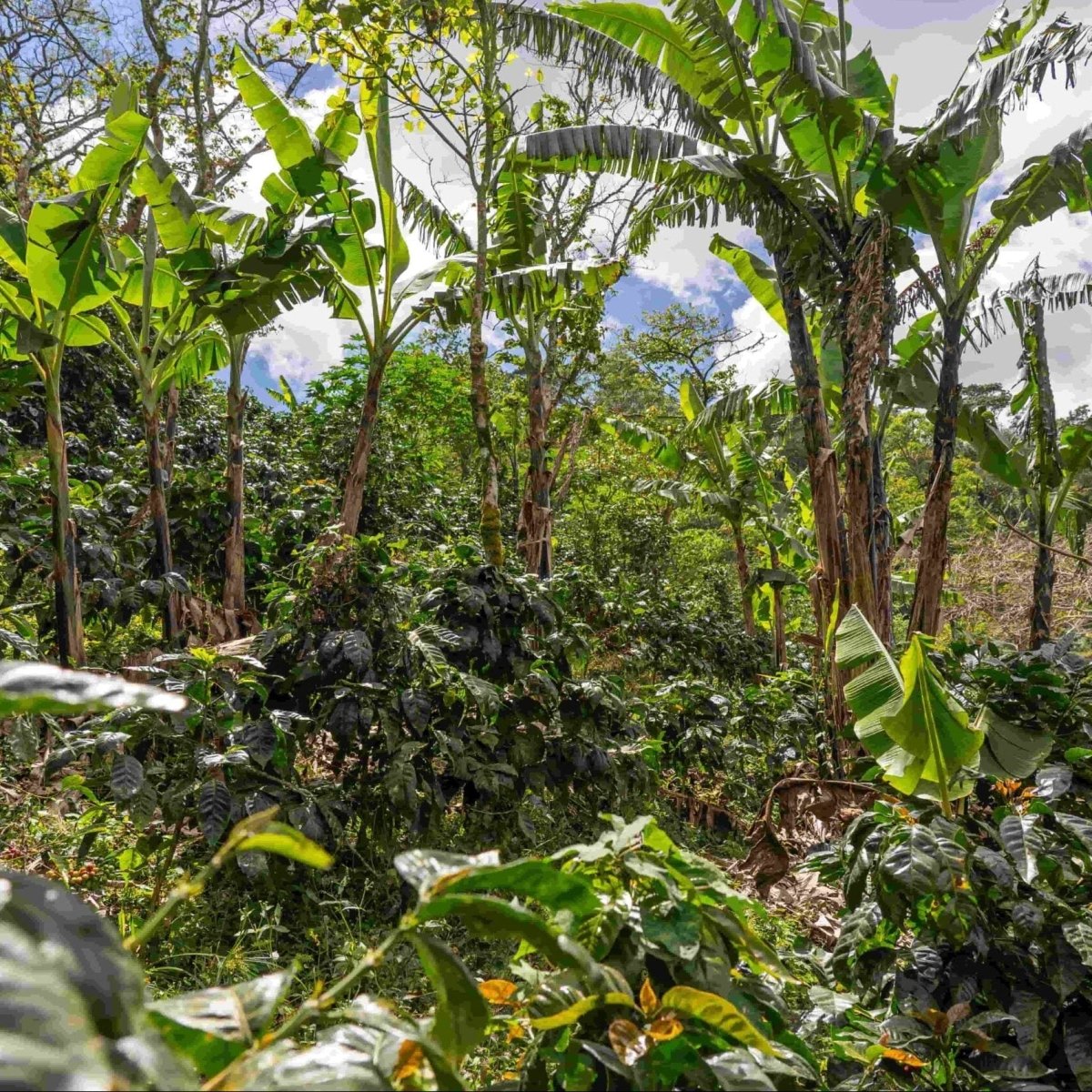 Nicaragua Hermanas Albir - Lavado - Latterra